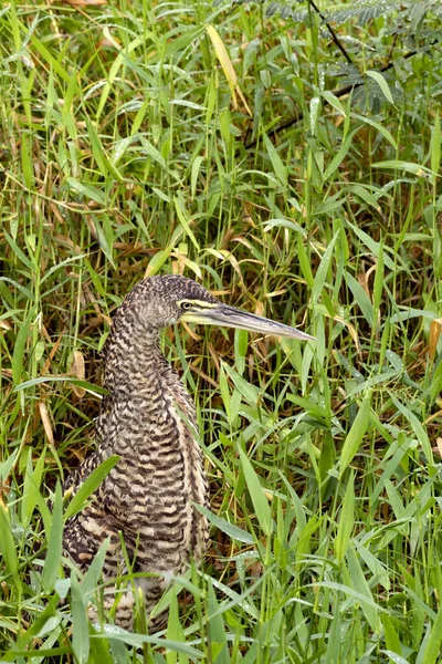 Bare Throated Tiger Heron Tigrisoma Mexicanum Hiding Grass Costa Rica — Stock Photo, Image