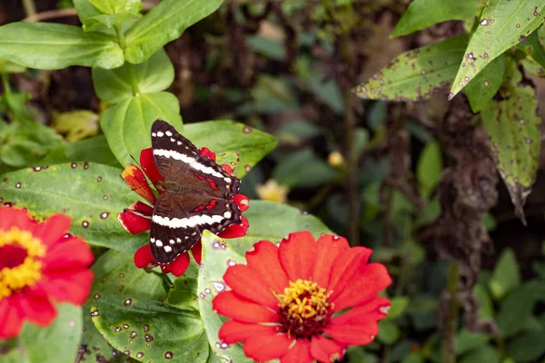 Borboleta Tropical Belas Flores Vermelhas Costa Rica — Fotografia de Stock