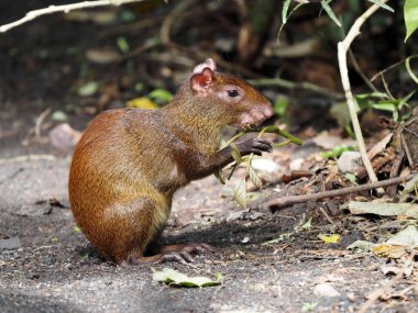 Orta Amerika agouti, Dasyprocta punctata, Kosta Rika 'da bir tutam ot yer. 