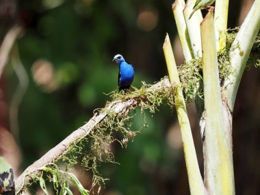 Kırmızı bacaklı bal sürüngeni, Cyanerpes siyaneus, güzel mavi bir renk parlar. Kosta Rika 