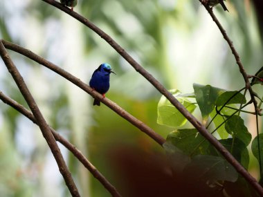 Kırmızı bacaklı bal sürüngeni, Cyanerpes siyaneus, güzel mavi bir renk parlar. Kosta Rika 