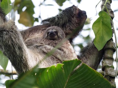 Üç parmaklı Sloth 'un portresi, Bradypus tridactylus, dişi ve yavru. Kosta Rika 