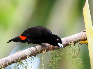 The Scarlet-rumped Tanager, Ramphocelus passerinii, another of Costa Rica's beautifully colored birds  clipart