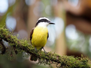 Tekne gagalı sinek avcısı Megarhynchos piangua Kosta Rika 'da çok yaygındır. 