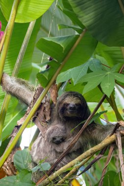 Üç parmaklı Sloth 'un portresi, Bradypus tridactylus, dişi ve yavru. Kosta Rika 