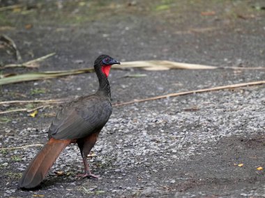 Gri başlı Chachalaca, Ortalis cinereiceps, sürü halinde yaşayan büyük bir kuştur. Resimli erkek. Kosta Rika 
