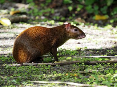 Orta Amerika agouti, Dasyprocta punctata, Kosta Rika 'da bir tutam ot yer. 