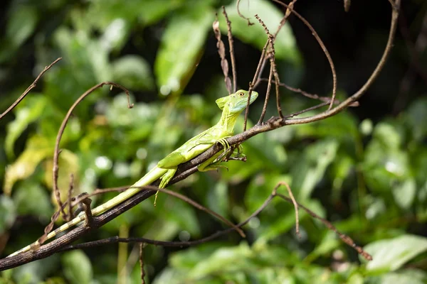 Ein Großes Männchen Basiliscus Plumifrons Sitzt Auf Einem Ast Über — Stockfoto