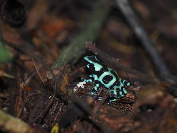 Couleur Colorée Signaux Danger Grenouille Fléchettes Verte Noire Dendrobates Auratus — Photo