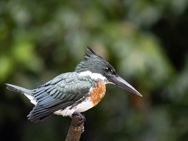 Martín Pescador Anillado Megaceryle Torquata Sienta Una Rama Sobre Agua — Foto de Stock