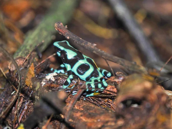 색깔은 신호를 보냅니다 Green Black Dart Frog Dendrobates Auratus Costa — 스톡 사진