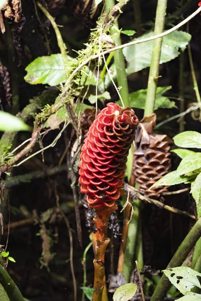 Una Colorida Mezcla Hermosas Plantas Tropicales Florecientes Costa Rica —  Fotos de Stock