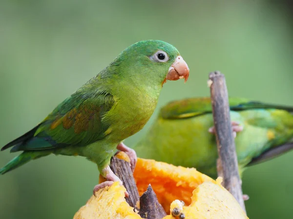 Narancssárga Állú Papagáj Brotogeris Jugularis Papaya Gyümölcsöt Eszik Costa Ricában — Stock Fotó