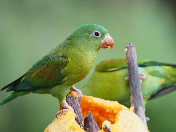 Periquito Bico Laranja Brotogeris Jugularis Come Mamão Costa Rica — Fotografia de Stock