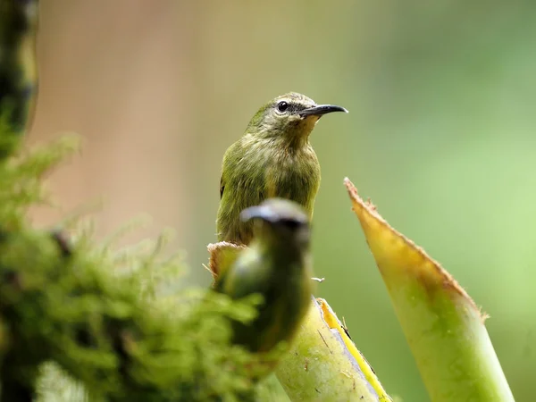 Цветочный Пирсинг Маске Diglossopis Cyanea Красивая Голубая Птица Коста Рика — стоковое фото