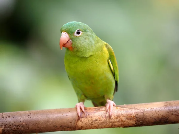 Periquito Bico Laranja Brotogeris Jugularis Come Mamão Costa Rica — Fotografia de Stock