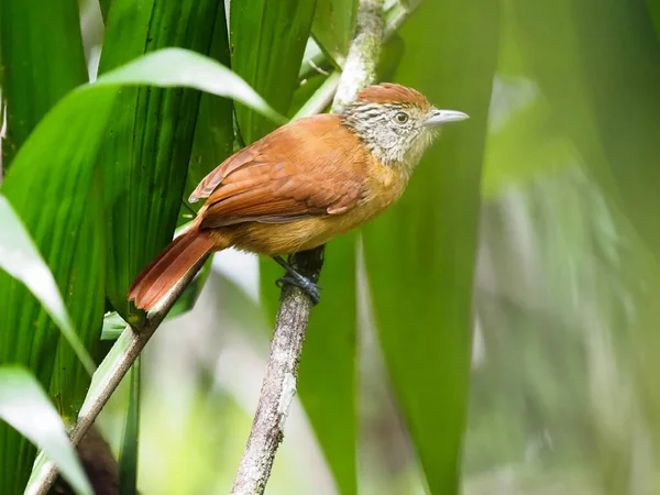 Cacaoboter Xiphorhynchus Susurrans Zit Het Groen Een Dunne Tak Costa — Stockfoto