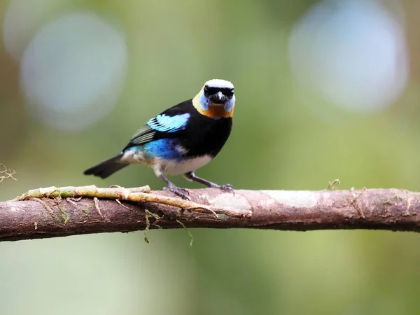 Masked Flowerpiercer Diglossopis Cyanea Beautiful Blue Colored Bird Costa Rica — Stock Photo, Image