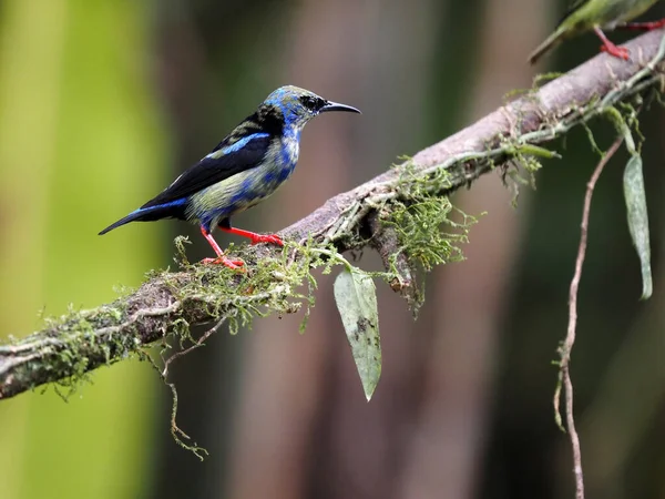 Gemaskerde Bloempiercer Diglossopis Cyanea Een Prachtig Blauw Gekleurde Vogel Costa — Stockfoto