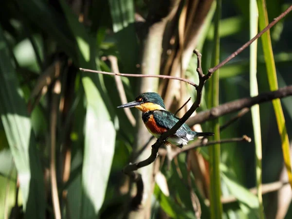 Martin Pêcheur Pygmée Américain Chloroceryle Aenea Assis Sur Une Branche — Photo