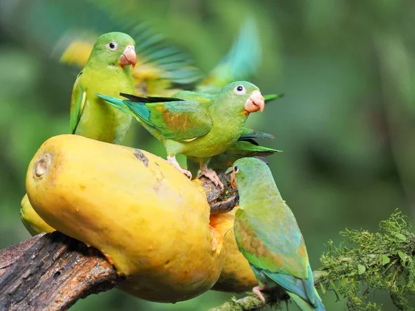 Saiba se periquito pode comer mamão