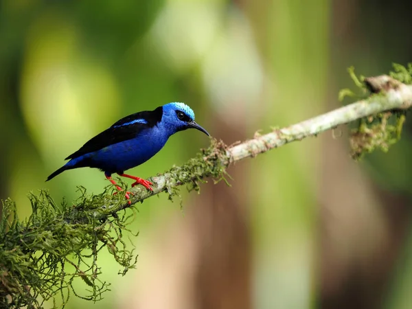 Maskovaný Květináč Diglossopis Cyanea Krásný Modrý Pták Kostarika — Stock fotografie