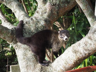 The white-nosed coati, Nasua narica, sits in the branches of a tall tree and observes the surroundings. Costa Rica  clipart