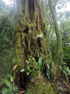 Dağ yağmur ormanlarının iç manzarası, Santa Elena. Kosta Rika 