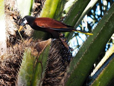 Montezuma oropendola, Psarocolius montezuma, yağ çekirdeği yer. Kosta Rika 