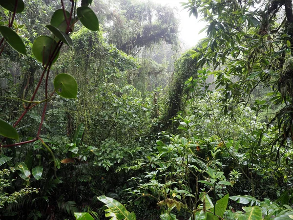 Внутренний Вид Горных Тропических Лесов Санта Елена Коста Рика — стоковое фото