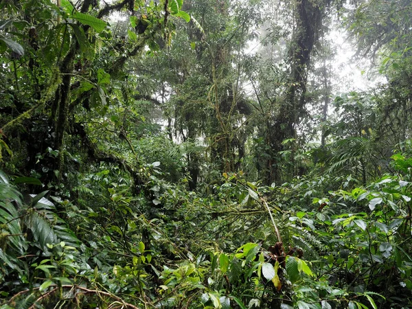 Interieur Uitzicht Het Bergregenwoud Santa Elena Costa Rica — Stockfoto