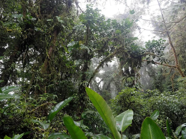 Vista Interior Floresta Tropical Montanha Santa Elena Costa Rica — Fotografia de Stock