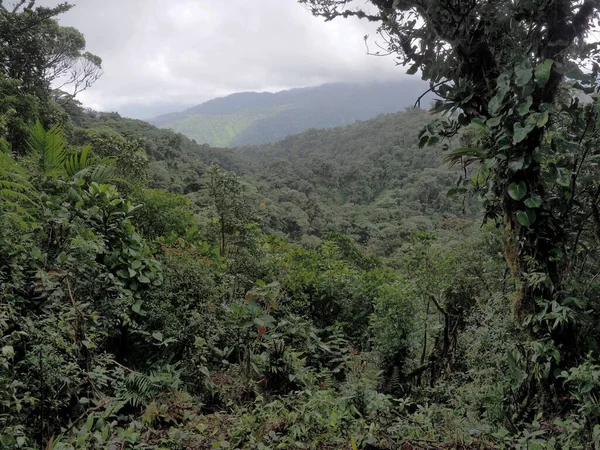Vista Interior Selva Tropical Montaña Santa Elena Costa Rica — Foto de Stock