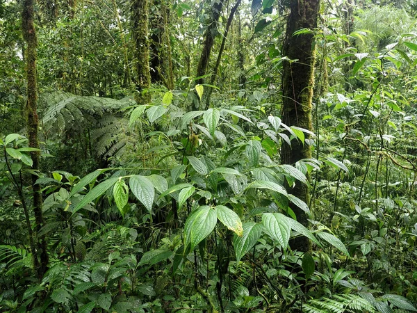 Vista Interna Della Foresta Pluviale Montagna Santa Elena Costa Rica — Foto Stock