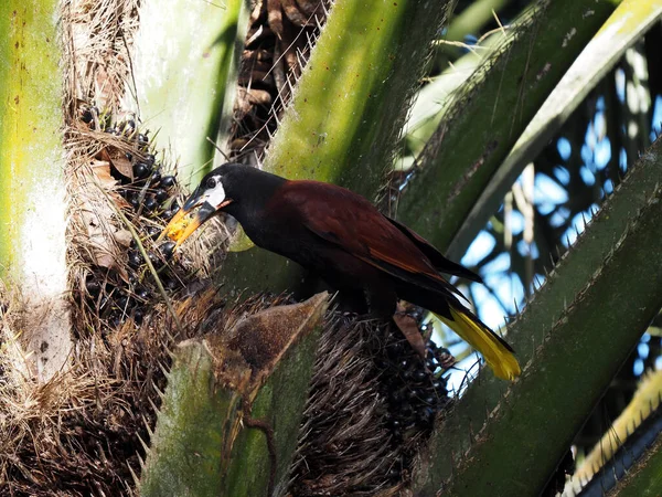 Montezuma Oropendola Psarocolius Montezuma Olajpálma Magokat Eszik Costa Ricában — Stock Fotó