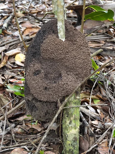 Gran Nido Esférico Hormigas Árboles Tropicales Costa Rica —  Fotos de Stock