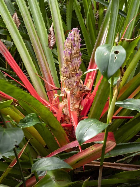 Krásná Velká Květina Přírodního Bromeliádu Kostarika — Stock fotografie