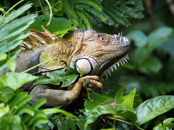 Duży Samiec Zielona Iguana Iguana Iguana Ukrywa Się Gałęziach Nad — Zdjęcie stockowe