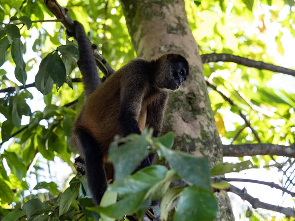Geoffroyova Pavoučí Opice Ateles Geoffroyi Hledá Potravu Větvích Vysokého Stromu — Stock fotografie