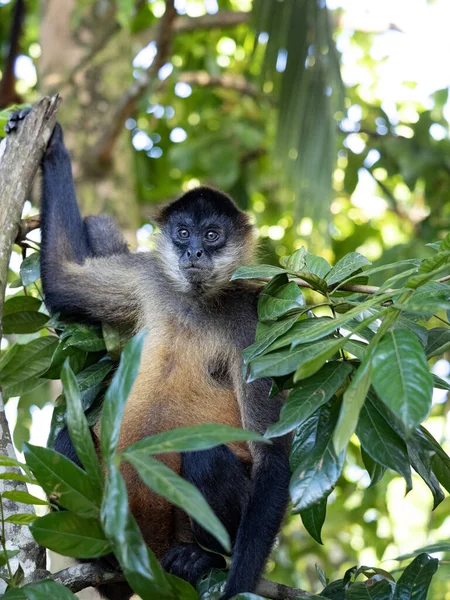 Portrét Geoffroyovy Pavoučí Opice Ateles Geoffroyi Sedící Větvích Vysokého Stromu — Stock fotografie