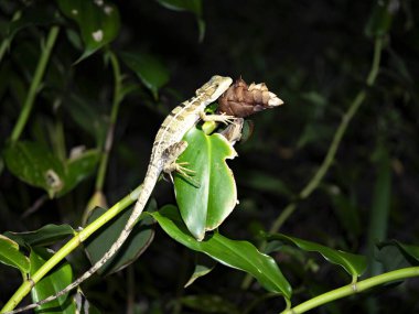 Kahverengi basilisk, Basiliscus vittatus, yaprakların arasına gizlenmiş bir basilisk resmi. Kosta Rika 