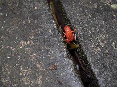 Çilek zehirli dart, Dendrobates pumilio, Kurbağa küçük parlak renkli bir kurbağa. Kosta Rika 