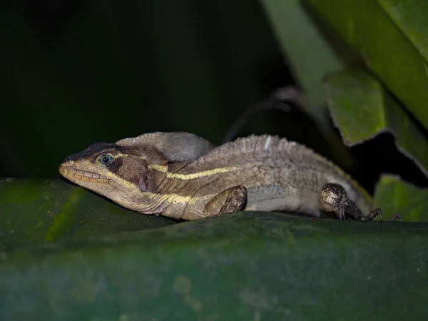 Bazilišek Hnědý Bazilišek Vittatus Noční Snímek Baziliška Ukrytého Listí Kostarika — Stock fotografie