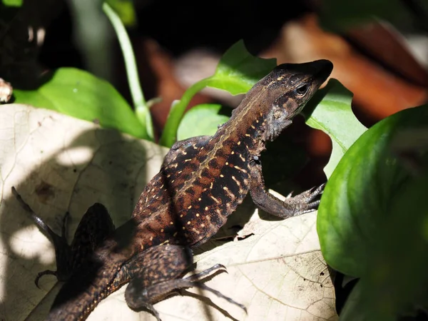 Mellanamerikanska Ameiva Holcosus Festivalen Gömmer Sig Bladen Costa Rica — Stockfoto