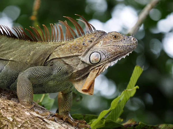 绿色的鬣蜥Iguana Iguana高高地栖息在哥斯达黎加的树枝上 图库图片