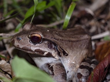 The great frog, Leptodactylus savagei, stays exclusively on the ground. Costa Rica  clipart