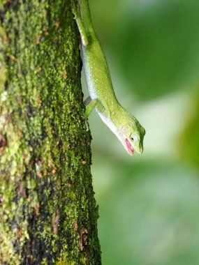 Madalyalı Anole Anolis Insignis, baş aşağı duran güçlü bir sandık üzerinde oturuyor. Kosta Rika 