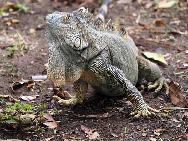 Yeşil Iguana Iguana Kosta Rika Yerde Oturuyor — Stok fotoğraf