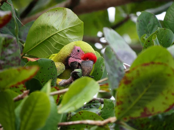 Редкий Great Green Macaw Parrot Ara Ambiguus Ассоциируется Плодами Дерева — стоковое фото