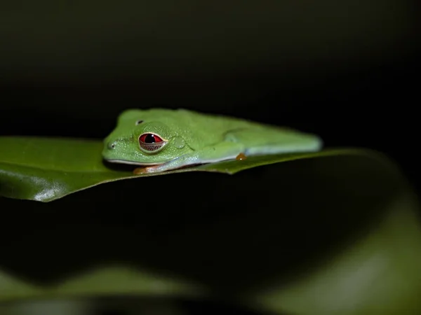 笨重的叶蛙 在夜间活动 蜷曲在叶子上 哥斯达黎加 — 图库照片